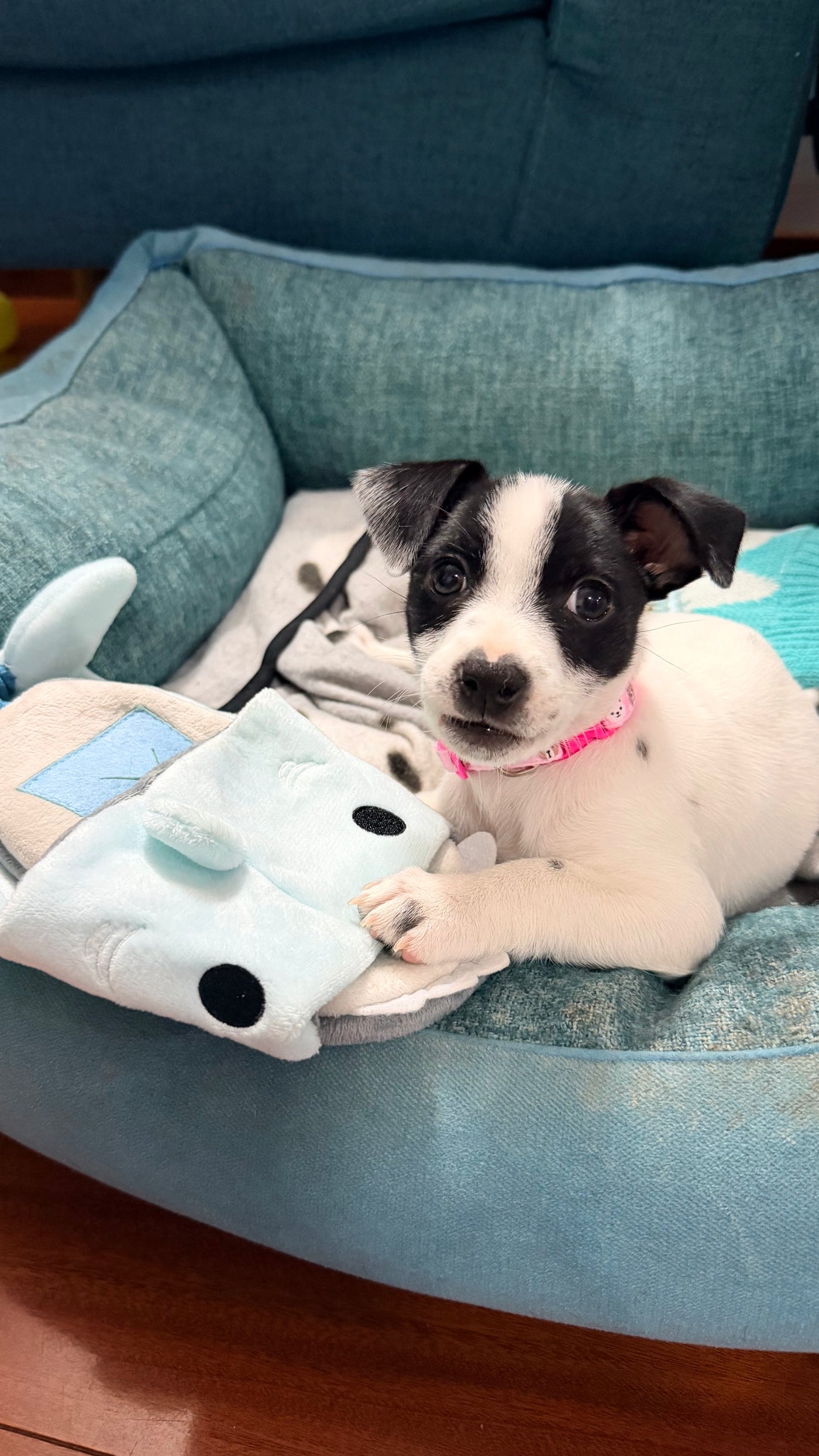 Pola con productos de NHALAS PETSHOP