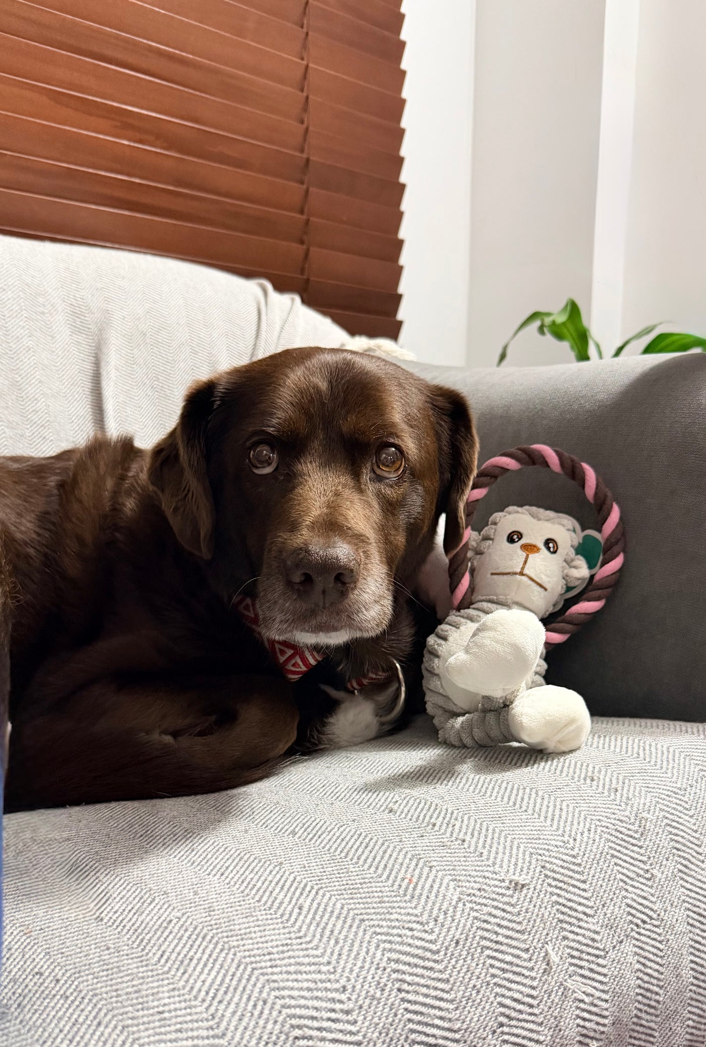 Sasha con productos de NHALAS PETSHOP